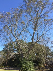 A defoliated pecan tree. Leaves dropped due to drought conditions.